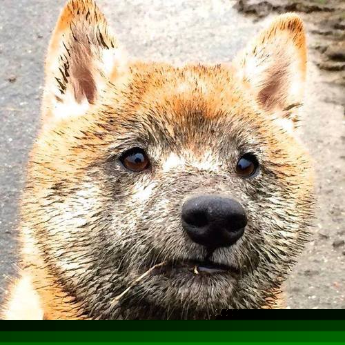 大场面先生跨海降临,当马刺遇见广东,塔图姆定义对决