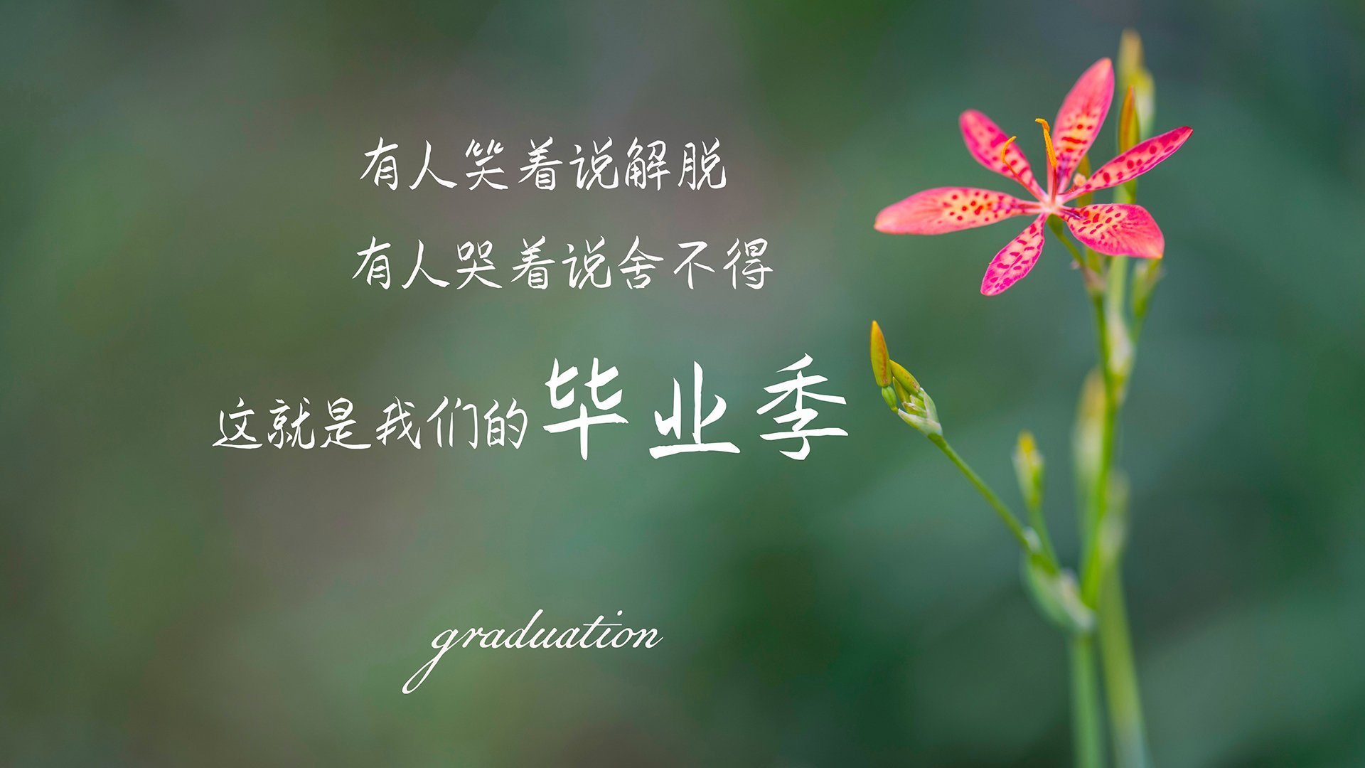 雷火电竞网址-双重奏，奥斯梅恩的利刃与安哥拉的铁壁